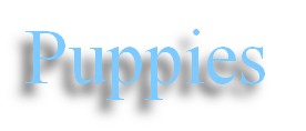 Puppies